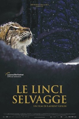 Le linci selvagge